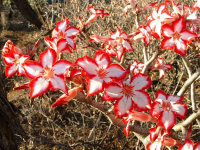Adenium multiflorum flower: Photographed by Ricky Mauer